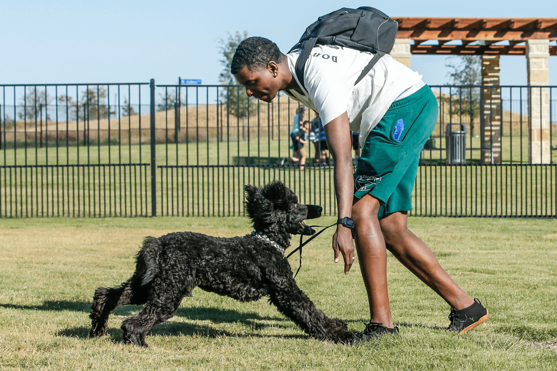 Poodle at Dog Park