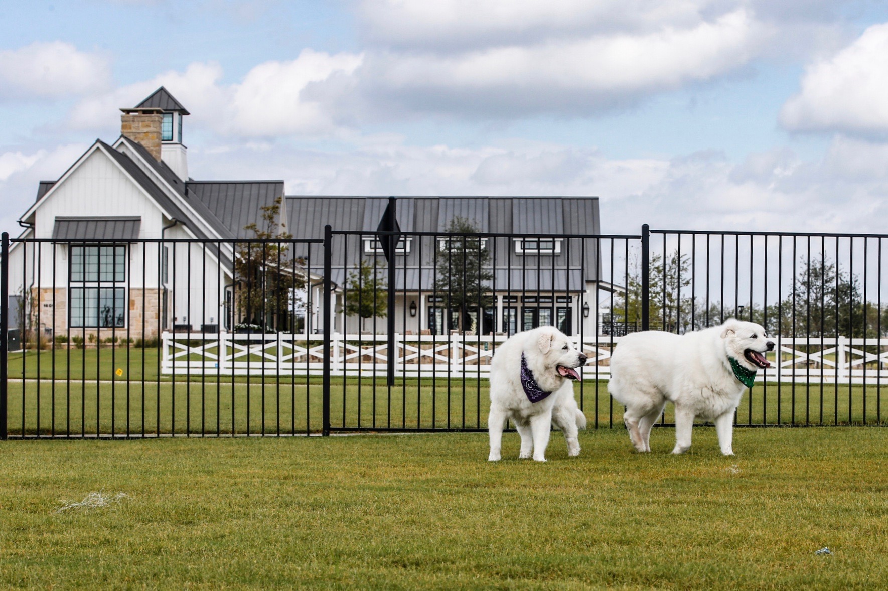 Two White Dogs in Dog Park