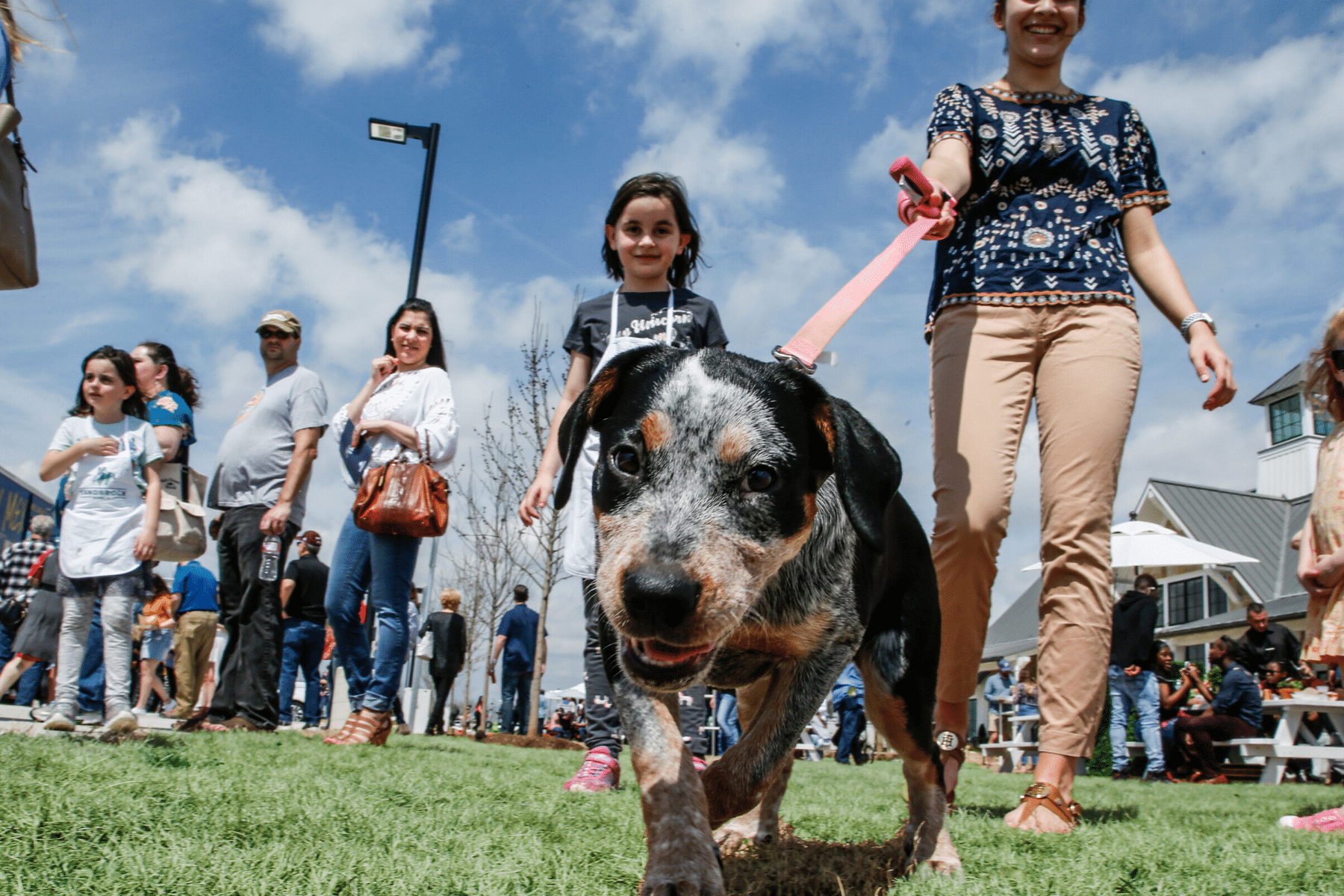 Event Lawn Dog Walking