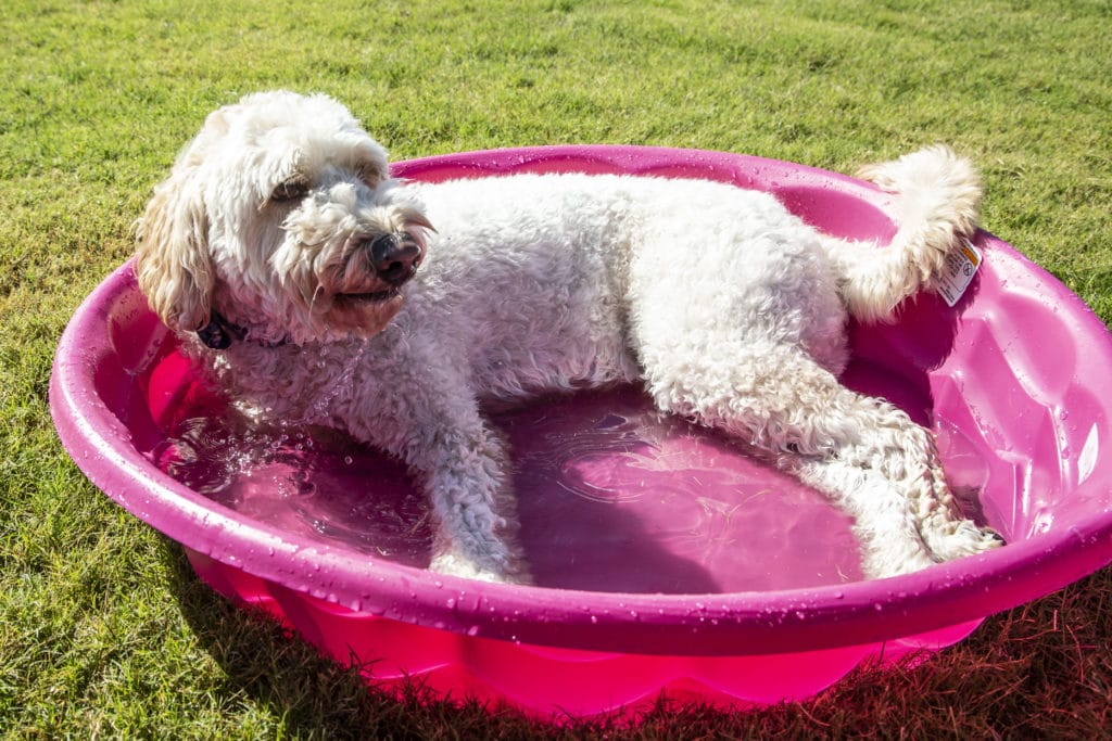 Dog Lounging in Pool at Dog Park
