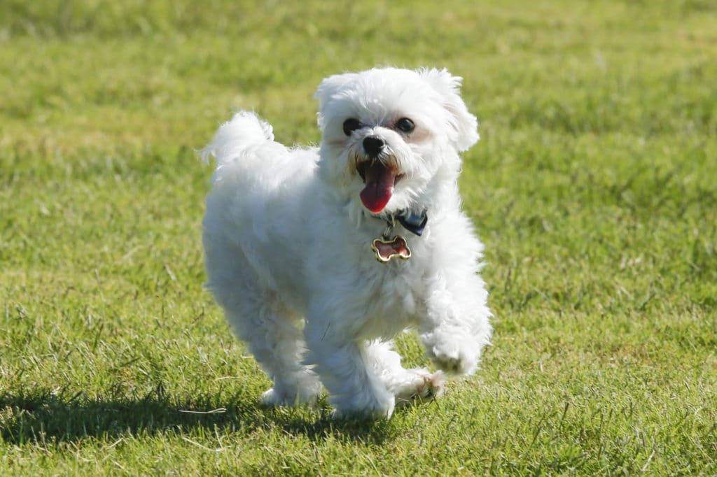 Little Dog Running at the Dog Park